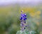 Bluebonnet, lupine near Jerusalem