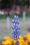 Bluebonnet is a name given to any number of purple-flowered species of the genus Lupinus predominantly found in southwestern Unite