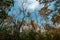 Bluebonnet Swamp during the fall