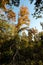 Bluebonnet Swamp during the fall