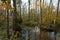 Bluebonnet Swamp during the fall