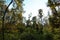 Bluebonnet Swamp during the fall