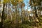 Bluebonnet Swamp during the fall