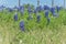 Bluebonnet wildflower blooming near local farm with barbed wire fence in Texas, America