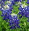 Bluebonnet Wildflower Meadow