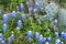 Bluebonnet wildflowers and prickly cactus