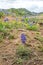 Bluebonnet wildflowers with on red dirt hill