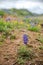 Bluebonnet wildflowers with on red dirt hill