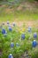 Bluebonnet wildflowers with on red dirt hill