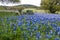 Bluebonnet wildflowers with on red dirt hill