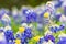 Bluebonnet wildflowers in the Texas hill country