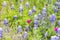 Bluebonnet and Winecup wildflowers in the Texas hill country