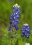 Bluebonnets