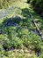 Bluebonnets amongst abandoned railroad tracks