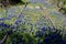 Bluebonnets amongst abandoned railroad tracks