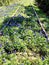 Bluebonnets amongst abandoned railroad tracks