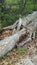 Bluebonnets Amongst the Logs