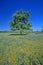 Bluebonnets in bloom with tree on hill, Spring Willow City Loop Road, TX