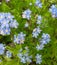 Bluebonnets blooming in the spring