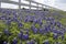 Bluebonnets fence