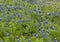 Bluebonnets in full bloom in Ennis, Texas