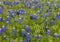 Bluebonnets in full bloom in Ennis, Texas