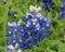 Bluebonnets in full bloom in Ennis, Texas