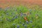 Bluebonnets and Indian Paintbrush flowers