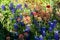 Bluebonnets and Indian Paintbrush in a meadow in Texas