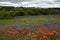 Bluebonnets and Indian Paintbrush in the Texas Hill Country, Texas