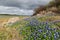 Bluebonnets at Lake Travis Turkey Bend Park