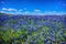 Bluebonnets at Muleshoe Bend