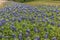 Bluebonnets in Oakalla