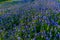 Bluebonnets on a Texas Hillside.