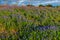 Bluebonnets on a Texas Hillside.