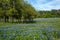 Bluebonnets wildflowers field