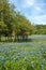 Bluebonnets wildflowers field