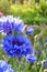 bluebottle bluet cornflower knapweed