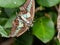 Bluebottle butterfly captured by joro spider 2