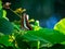 Bluebottle butterfly feeding on flower buds 9