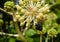 Bluebottle Calliphora vicina Hanging onto the Bottom of a Fatsia Flower