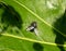 Bluebottle Calliphora Vicina on Leaf in Sunlight