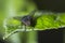 Bluebottle fly or bottlebee Calliphora vomitoria closeup fly r