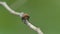 Bluebottle Fly on branch in tropical rain forest.