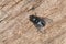 Bluebottle Fly - Genus Calliphora