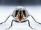 Bluebottle fly macro