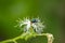 Bluebottle Fly on white flower
