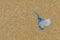 Bluebottle Jellyfish with tentacles washed up on the sand