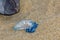 Bluebottle Jellyfish washed up on the beach with debris