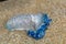 Bluebottle Jellyfish washed up on the sand